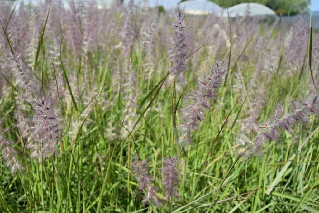 Pennisetum orientale ---